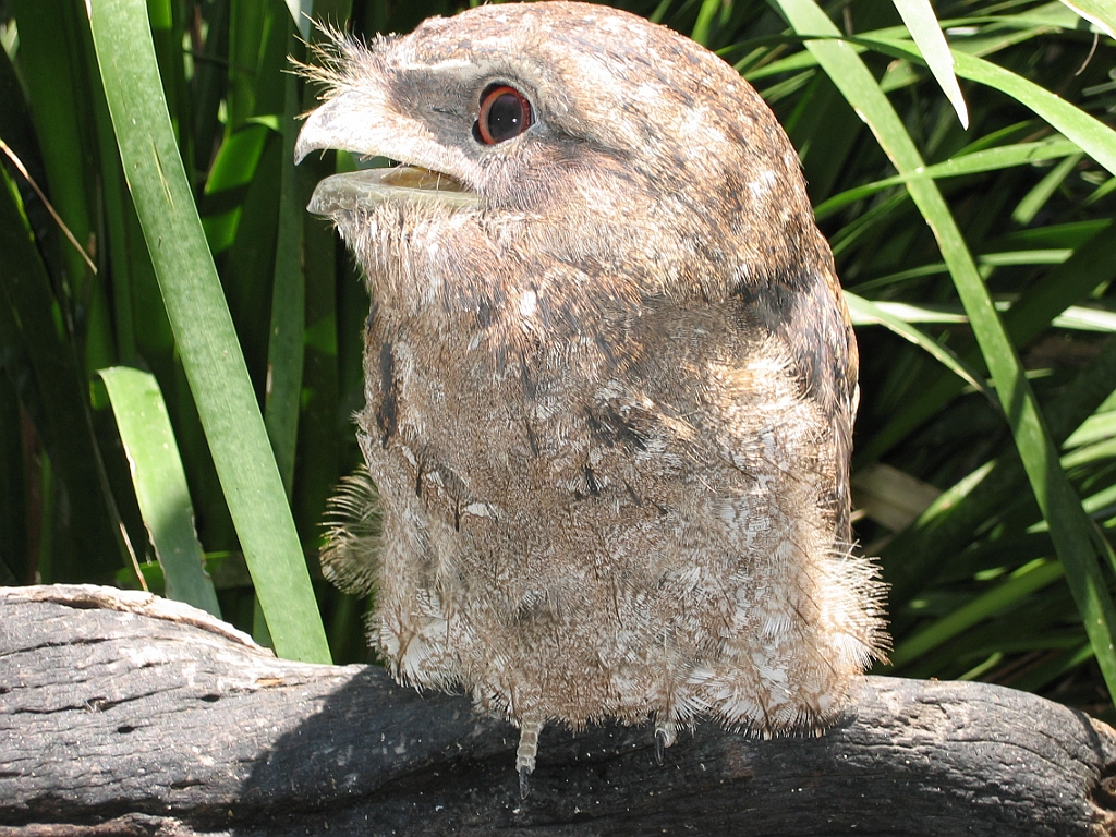 232 Wildlife Habitat Port Douglas.jpg